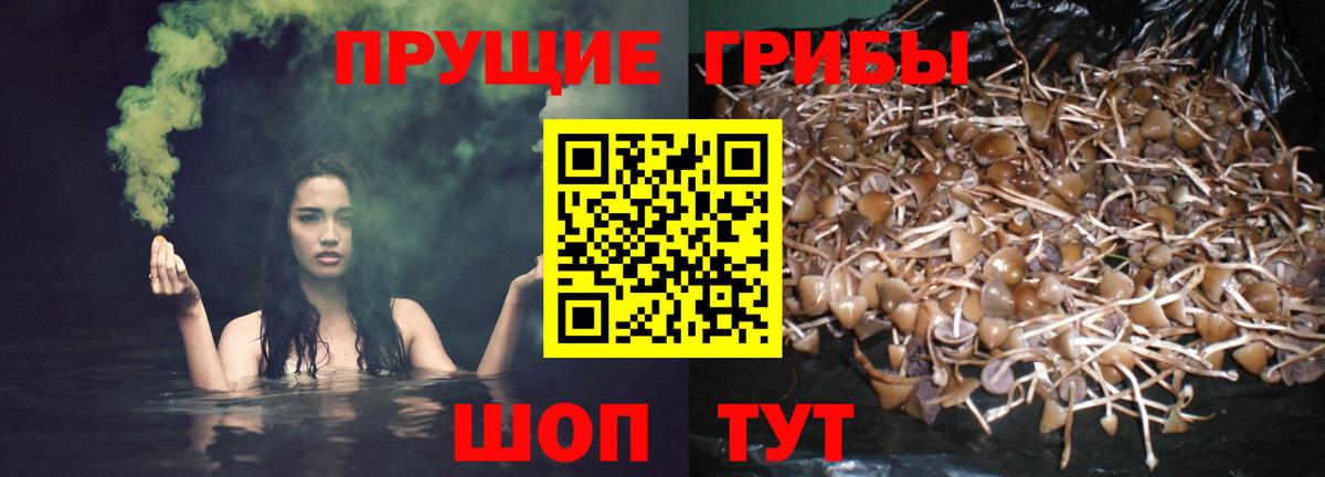Псилоцибиновые грибы прущие грибы  Вход с VPN  Отрадный  Псилоцибиновые грибы MAGIC MUSHROOMS 